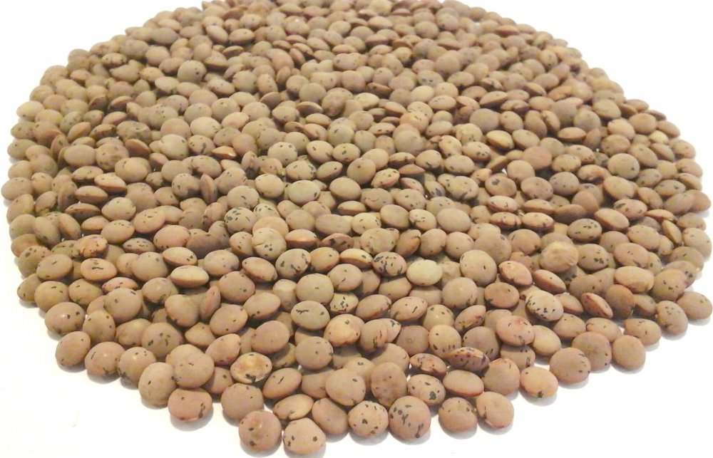 Kırmızı Mercimek