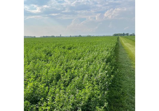 ALBERTA®